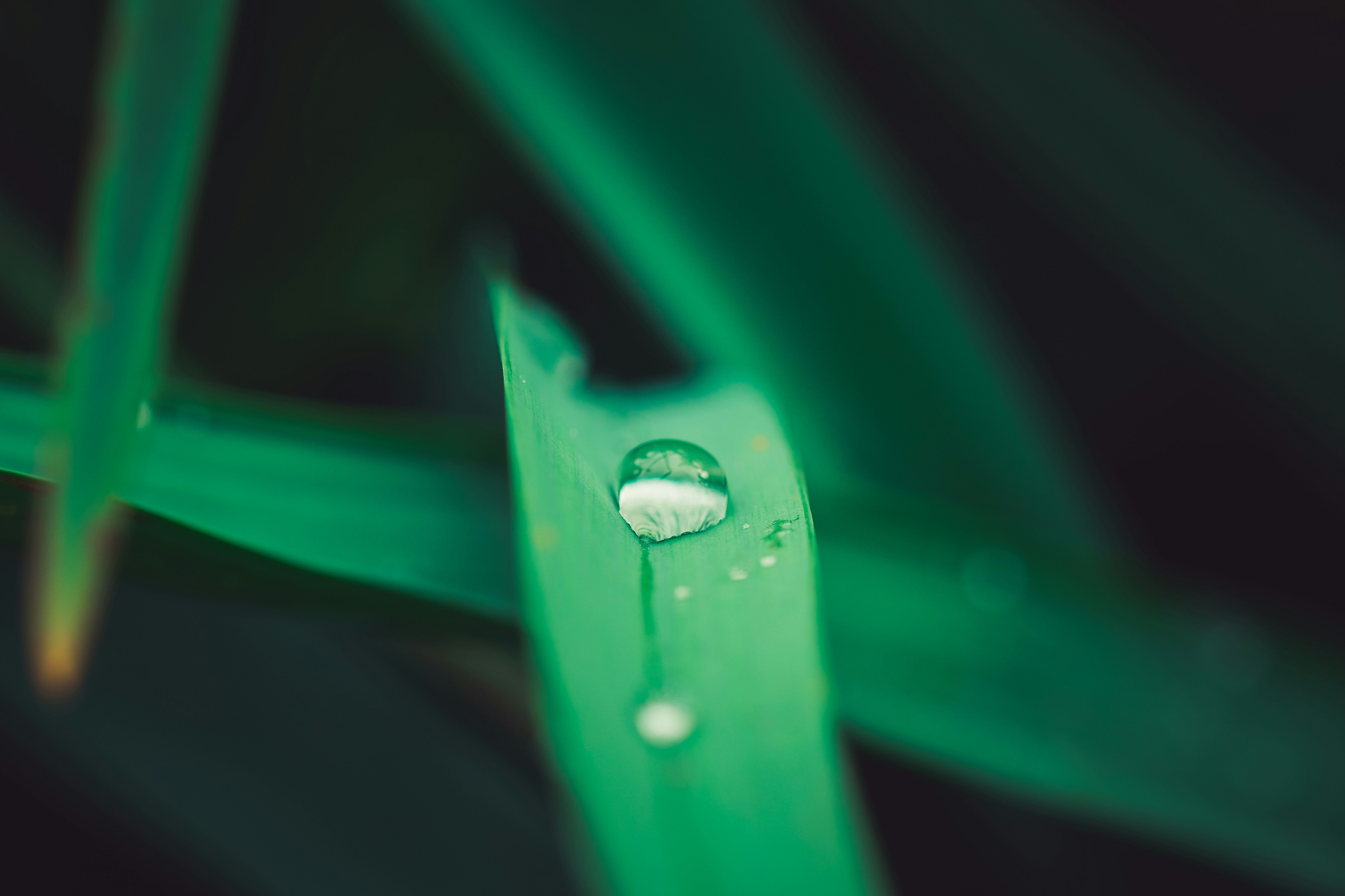 green-leafed plants